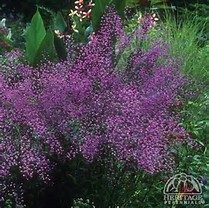 Landscape Designer Contractor