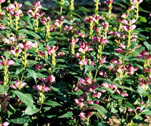 Landscape Designer Contractor