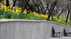 High stone retaining wall beautified with spring daffodils