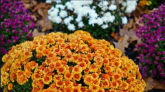 Close up of orange and yellow mum for fall