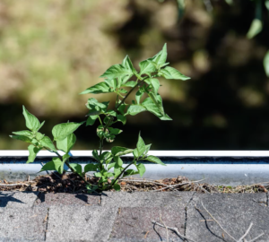 volunteer plant growing in gutter