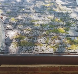 Algae on Roof