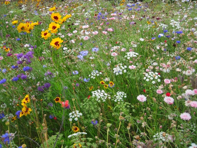 Flowers and Grasses in a Field