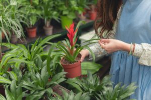 Woman holding plant in greenhouse