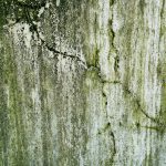 Basement molds